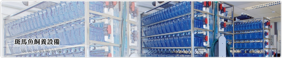 川富 斑馬魚飼養設備
